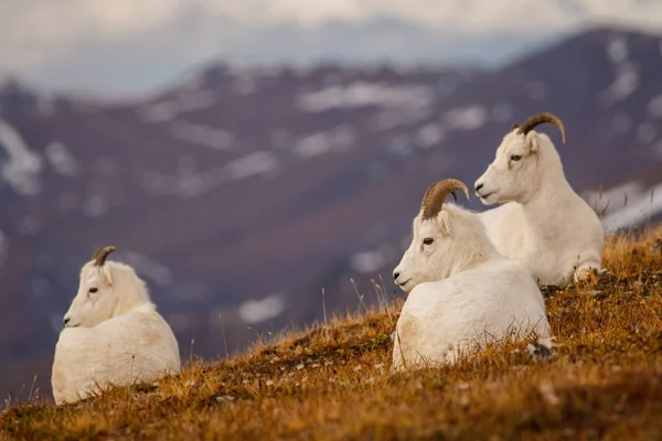 Dall Sheeps en Denali NP, Alaska, EE.UU. —  Fotos de Stock