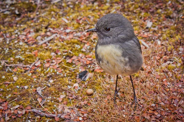 小鸟罗宾是新西兰特有的 — 图库照片