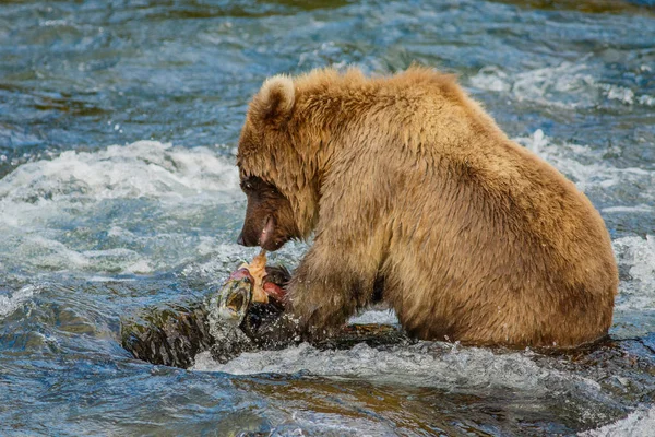 Μωρό-αρκούδα με το πρώτο catched ψάρια, Katmai Np, Αλάσκα — Φωτογραφία Αρχείου