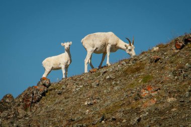 Dall sheep mother with baby in Kluane NP, Yukon, Canada clipart