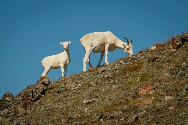 Πρόβατα Dall μητέρα με μωρό στο Kluane Np, Yukon, Καναδάς — Φωτογραφία Αρχείου