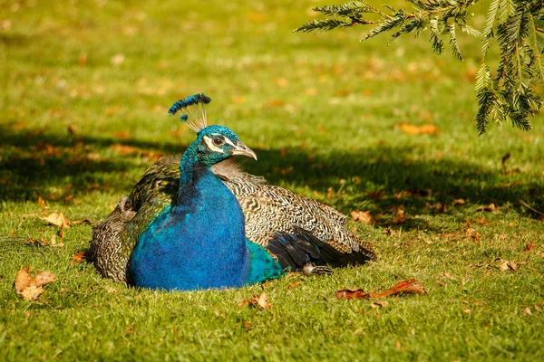 Páv, ležící ve stínu stromů v městském parku, Victoria, Kanada — Stock fotografie