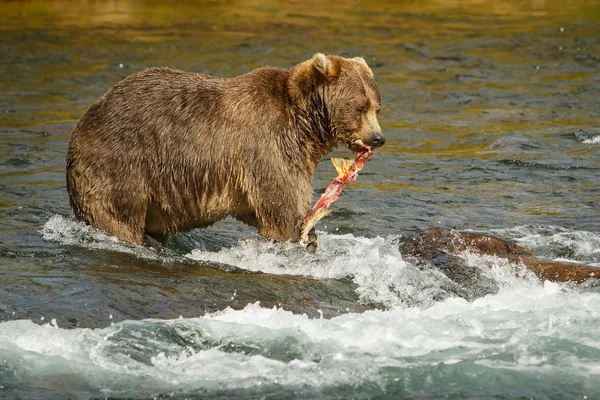 Mama-bear med fångade lax fro hennes ungar, Alaska — Stockfoto