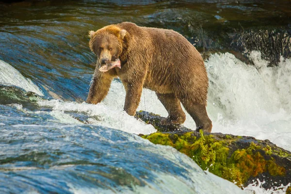 Alaskan bear with catched fish on Brooks falls, Katmai National Park, Alaska — Stock Photo, Image