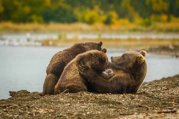 Mamãe-urso ordenhando seus dois filhotes em Brooks cai, Alasca — Fotografia de Stock