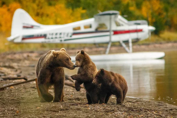 Mama bear walking with her two cubs on the beach of Naknak lake, Alaska