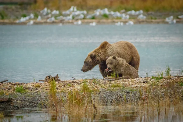 Μαμά-αρκούδα με το cub αλιείας σε ρυάκια ποτάμι σε Katmai Np, Αλάσκα — Φωτογραφία Αρχείου