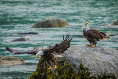 Kel kartal Chilkat kel egle rezerv, Alaska vahşi deneyim