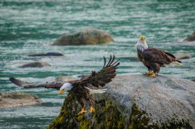Wild experience of bald eagles in Chilkat bald egle reserve, Alaska clipart