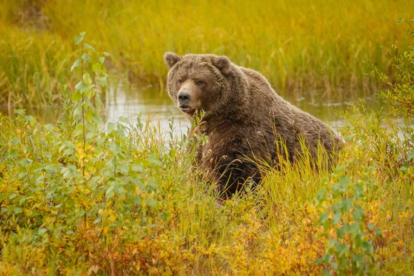 在阿拉斯加的布鲁克斯阵营大熊 — 图库照片