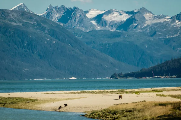 Famiglia di orsi sulla spiaggia sabbiosa di Haines, Alaska — Foto Stock