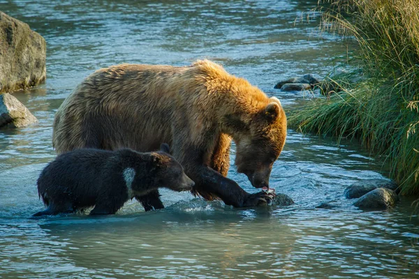 Mama bear med hennes lilla unge fiske i Chilkat river i Haines, Alaska, oss — Stockfoto