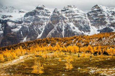 Banff Ulusal Parkı, Kanada 'daki Louise Gölü' ndeki Larch Vadisi
