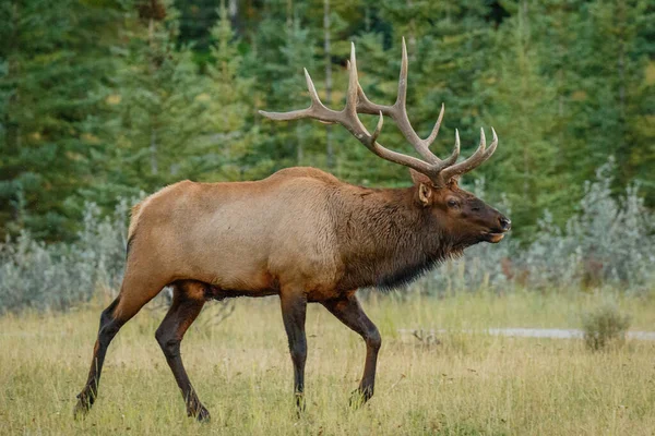 Elk wapiti v. Canadian rockies搜寻他的对手 — 图库照片