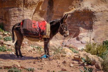 Ürdün 'de küçük bir eşek popüler Petra' da turistleri izliyor.