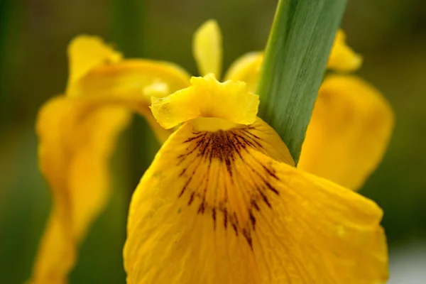 Gelbe Iris Als Eine Der Ersten Frühlingsblumen Iris Für Gelben — Stockfoto