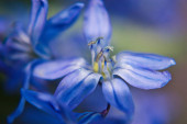 Blaue Frühlingsblume als erste Schönheit der Natur, neue frische Blüte