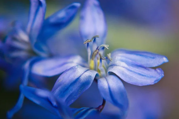 Niebieski Wiosenny Kwiat Czasu Jako Pierwsze Piękno Natury Nowy Świeży — Zdjęcie stockowe