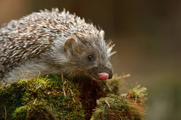 Hedgehog Como Vida Selvagem Comum Floresta Europeia Pequenos Mamíferos Floresta — Fotografia de Stock