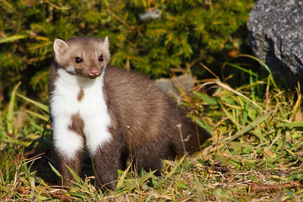 野生のマルテスはヨーロッパの森 北ヨーロッパの野生動物の端を鋭く見ています ストックフォト