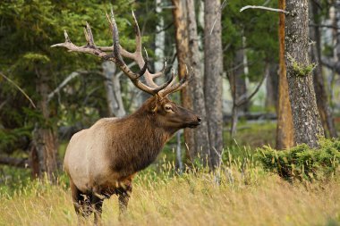 Kuzey Amerika 'nın ulusal parklarından birinde dev geyik wapiti, ABD' nin büyük otçul hayvanı.