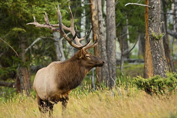 Enorme Alce Wapiti Uno Los Parques Nacionales América Del Norte —  Fotos de Stock