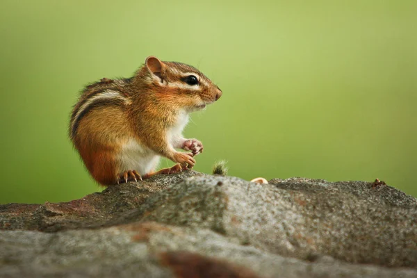 Nebojácný Chipmunk Sedí Kameni Roztomilý Malý Chipmunk Sedí Skále Zeleným — Stock fotografie