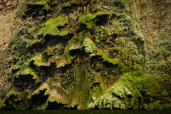 Big green Moss in Sumidero canyon as sample of subtropical mexican vegetation — Stock Photo, Image