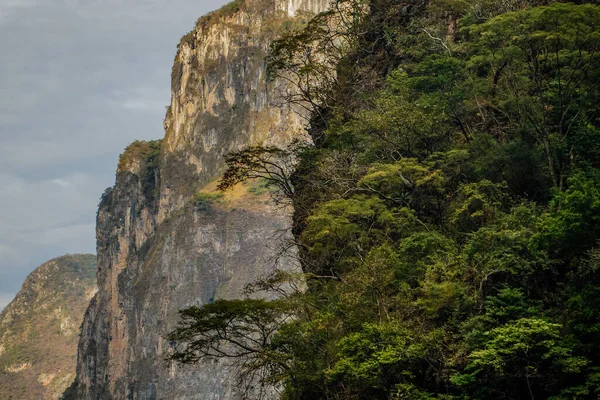 Свежая зеленая растительность мексиканских тропических лесов в каньоне Сумидеро, Чьяпас — стоковое фото