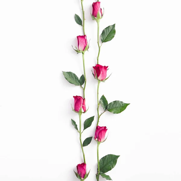 Rosas cor-de-rosa bordas com espaço em branco. Flores arranjadas — Fotografia de Stock
