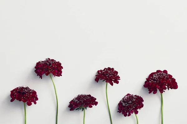 Red aster flores no fundo branco. Composição mínima da mola — Fotografia de Stock