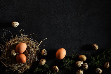 Siyah arka planda soyut bir yuvada bıldırcın yumurtaları. Paskalya, bahar ya da ekolojik gıda konsepti. Üst Görünüm, boşluğu kopyala