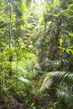 Josephine Şelalesinde