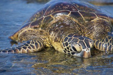 Sahildeki deniz kaplumbağaları.