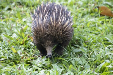 Bir Echidna arayışı