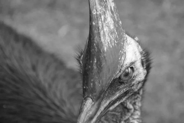 Um cassowary capacete em Etty Bay — Fotografia de Stock