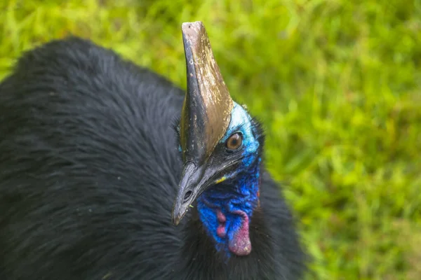 Helma cassowary v Etty Bay — Stock fotografie