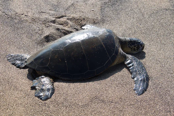 Tortugas marinas en la playa — Foto de Stock