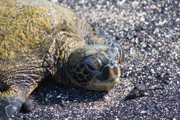 Havssköldpaddor på stranden — Stockfoto
