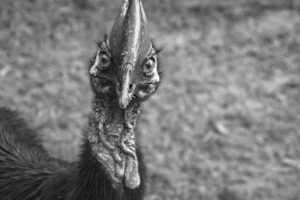 Helma cassowary v Etty Bay — Stock fotografie