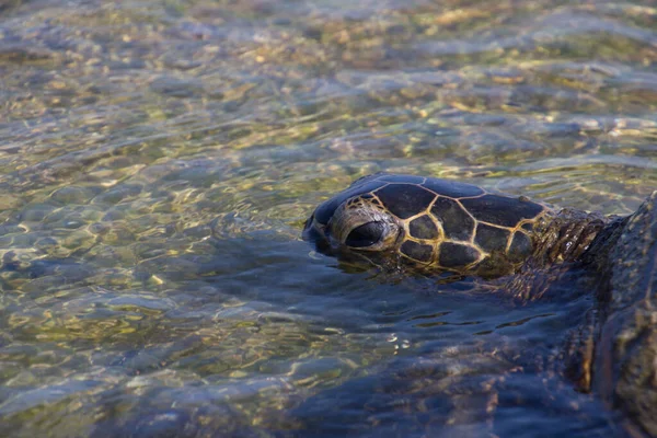 Tortugas marinas en la playa — Foto de Stock