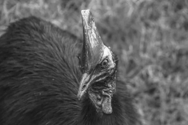 A helmet cassowary in Etty Bay — Stock Photo, Image