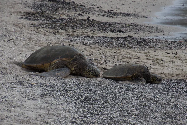 Tortugas marinas en la playa — Foto de Stock