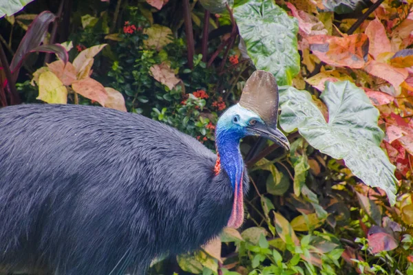 Helma cassowary v Etty Bay — Stock fotografie