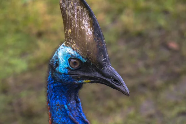 Een helm cassowary in Etty Bay — Stockfoto