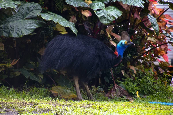 Helma cassowary v Etty Bay — Stock fotografie