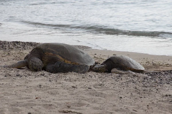 Tortugas marinas en la playa — Foto de Stock