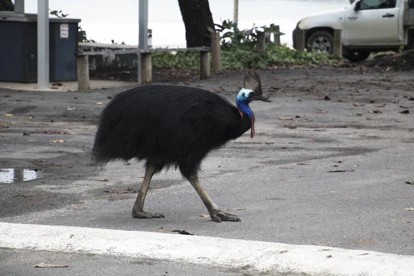 Helma cassowary v Etty Bay — Stock fotografie