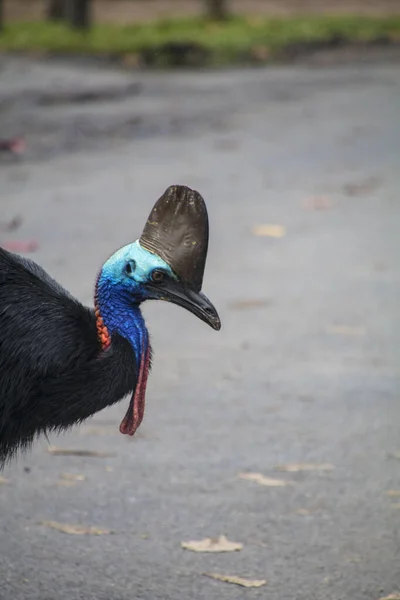 Helma cassowary v Etty Bay — Stock fotografie