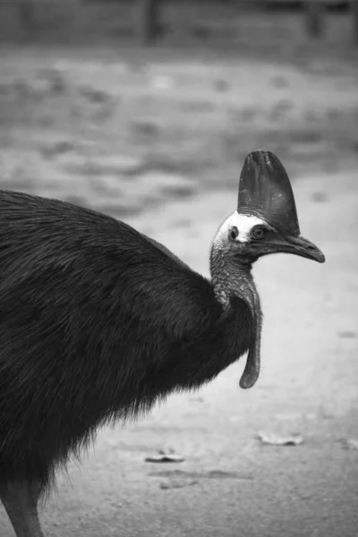 Helma cassowary v Etty Bay — Stock fotografie